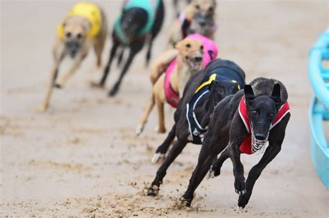 australian greyhound racing results|Watch Live Greyhound Racing Coverage .